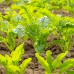 Growing Sugar Beets