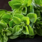 Health Benefits Of Oregano