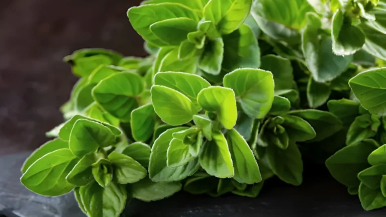 Health Benefits Of Oregano