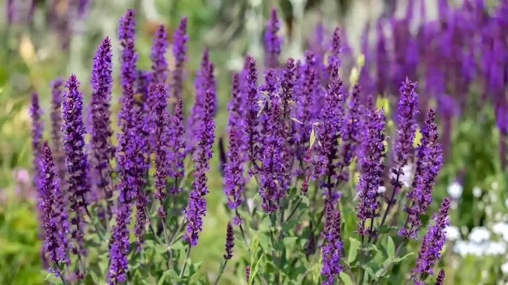 How To Grow Lavender