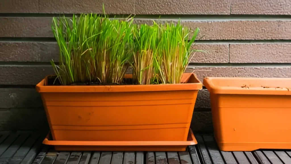 How To Grow Lemongrass