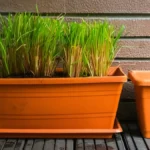 How To Grow Lemongrass