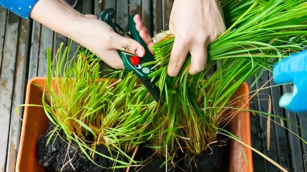 How To Grow Lemongrass