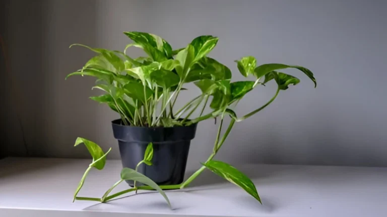 Money Plant Mastery: Quick and Easy Growth Strategies Money Plant