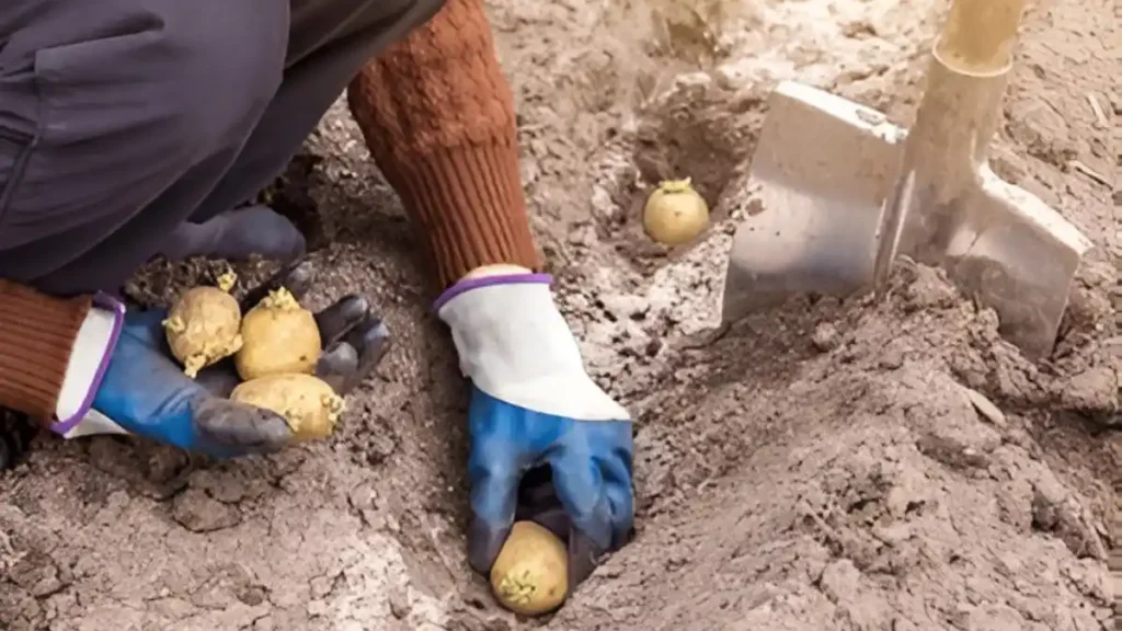 How to grow potatoes from potatoes