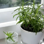 How To Grow Rosemary From Cuttings