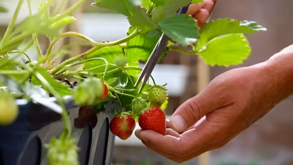 How To Grow Strawberries