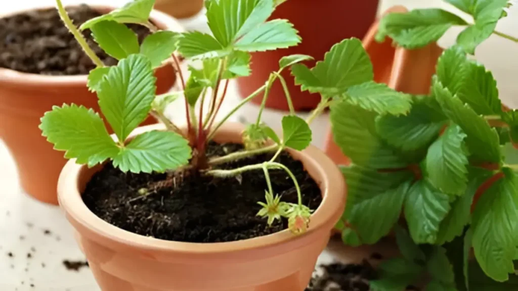 How To Grow Strawberries In Pots