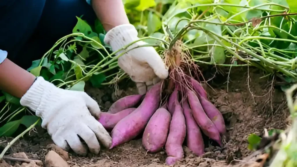 How To Grow Sweet Potatoes