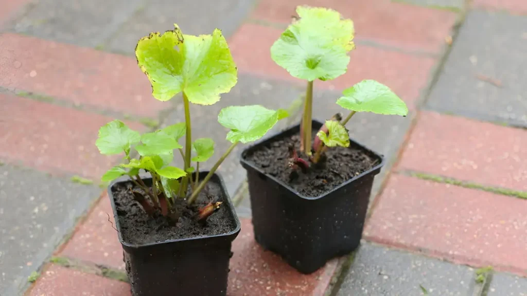 Growing Wasabi