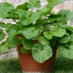 How To Grow Wasabi