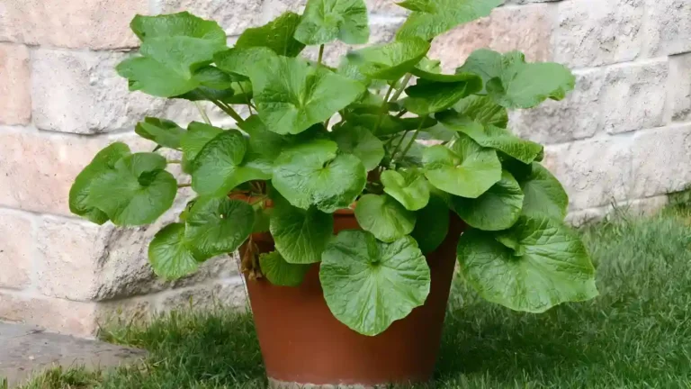 How to Grow Wasabi at Home Easily: Container Magic How To Grow Wasabi
