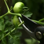 How To Prune Tomato Plants