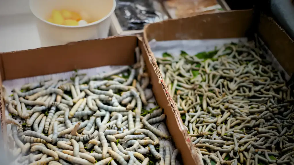 Mealworm Farm