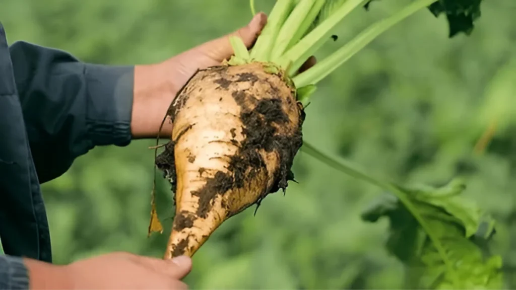 Sugar beets