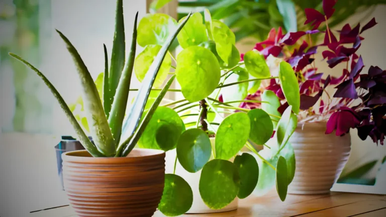 Top 10 Best Indoor Plants for Healthier Living Best Indoor Plants
