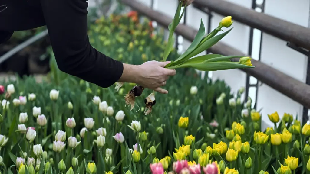  how to grow species tulips