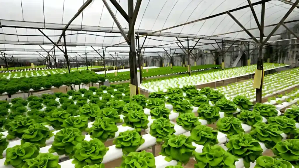 Hydroponic Systems 