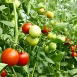 How To Increase Tomato Yield