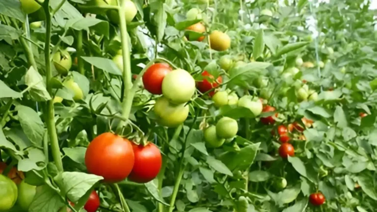 How To Increase Tomato Yield With Natural Top Dressings How To Increase Tomato Yield