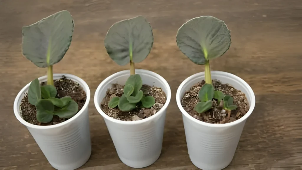 Succulent Leaf Propagation