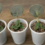 Succulent Leaf Propagation