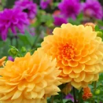 Dahlias