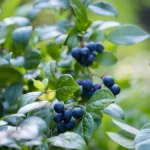 Growing Blueberries