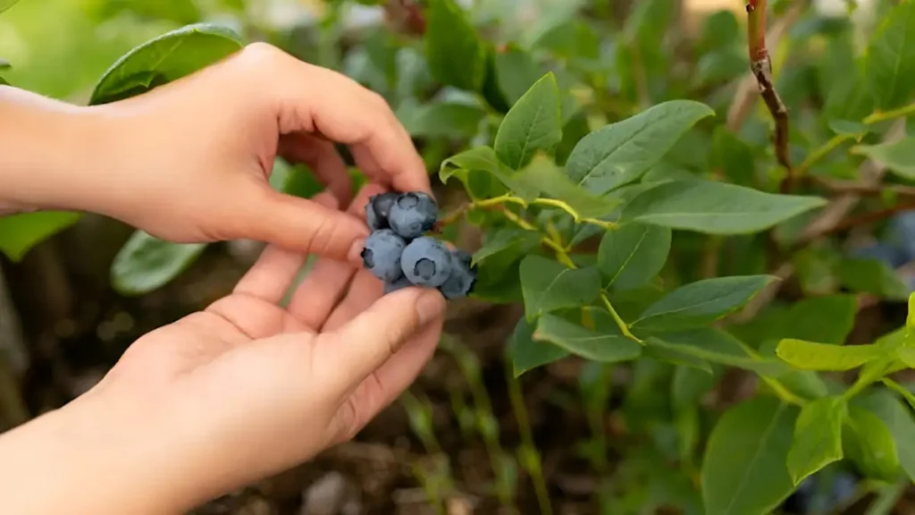 Growing Blueberries From Seed