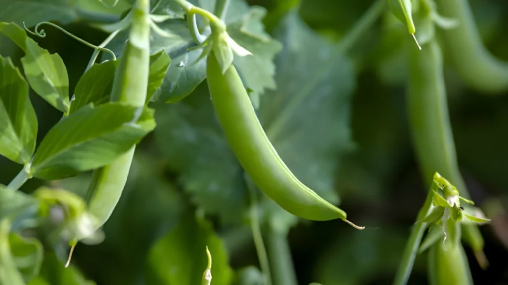 Growing Peas