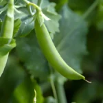 Growing Peas