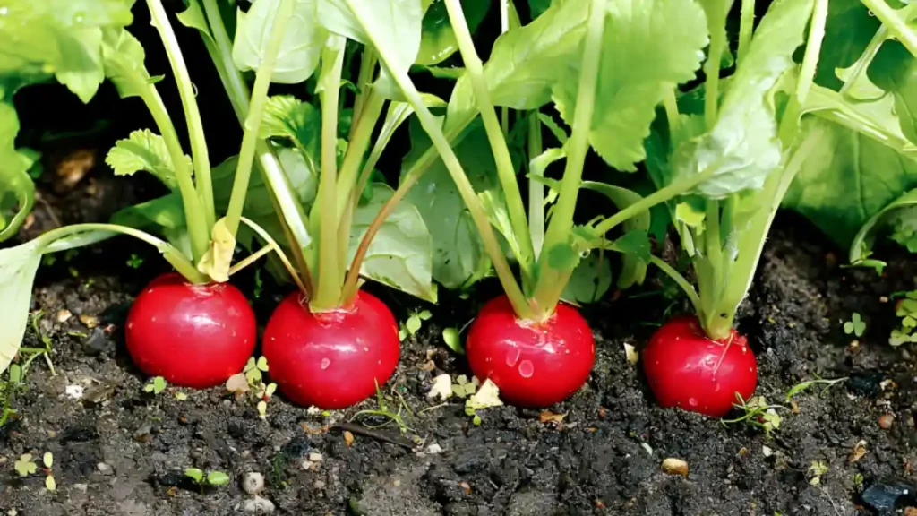 Growing Radishes