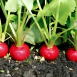 Growing Radishes
