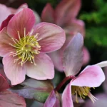 Hellebores Flowers