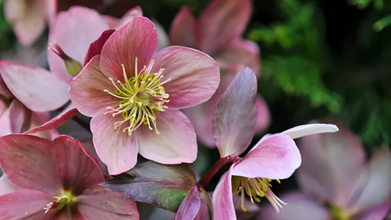 Perfect Timing for Hellebores Flowers: Insider’s Guide Hellebores Flowers