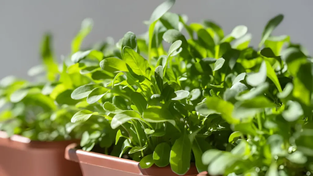 How To Grow Arugula Indoors