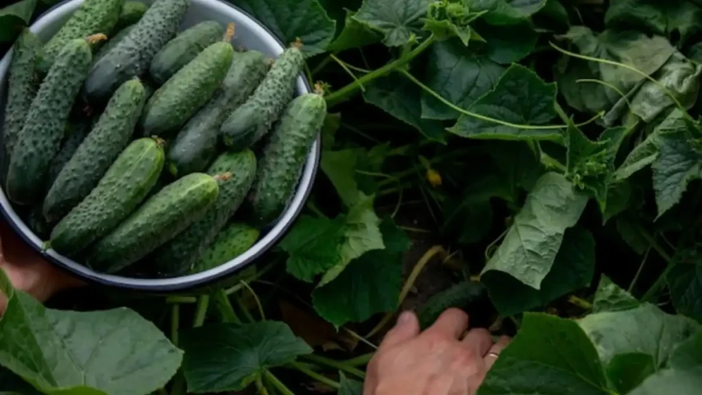 How To Grow Cucumbers 