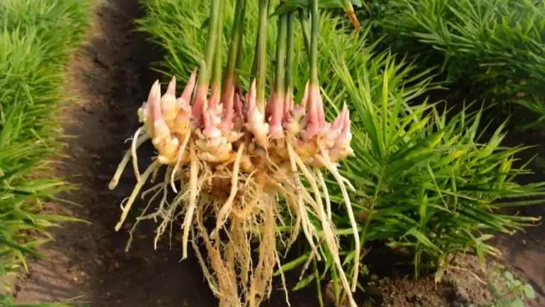How to Grow Ginger: A Step-by-Step Best Guide for Beginners How To Grow Ginger