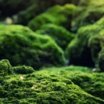How To Grow Moss