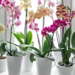 How To Grow Orchids Indoors