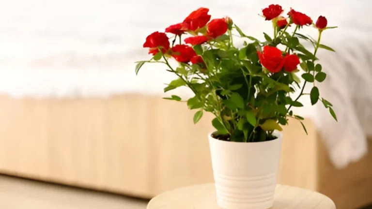 How To Grow Roses Indoors: Expert Tips How to grow roses