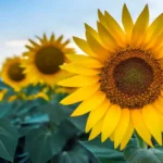 How To Grow Sunflowers