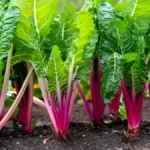 How To Grow Swiss Chard