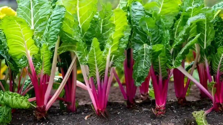 The Ultimate Guide: How to Grow Swiss Chard Like a Pro How To Grow Swiss Chard