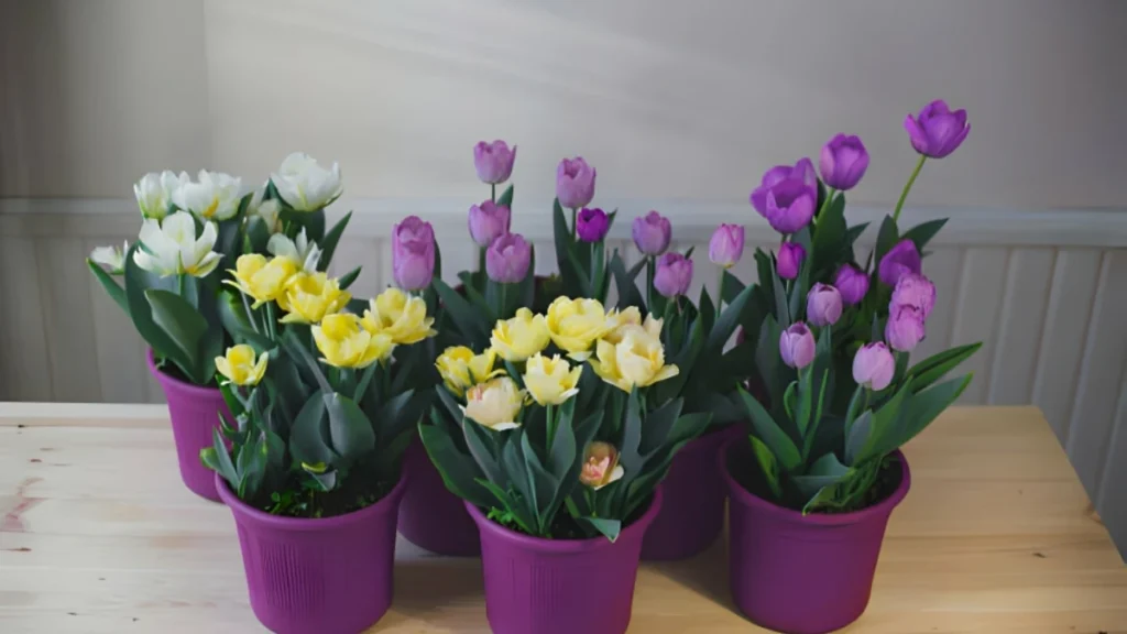 How To Grow Tulips