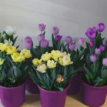 How To Grow Tulips