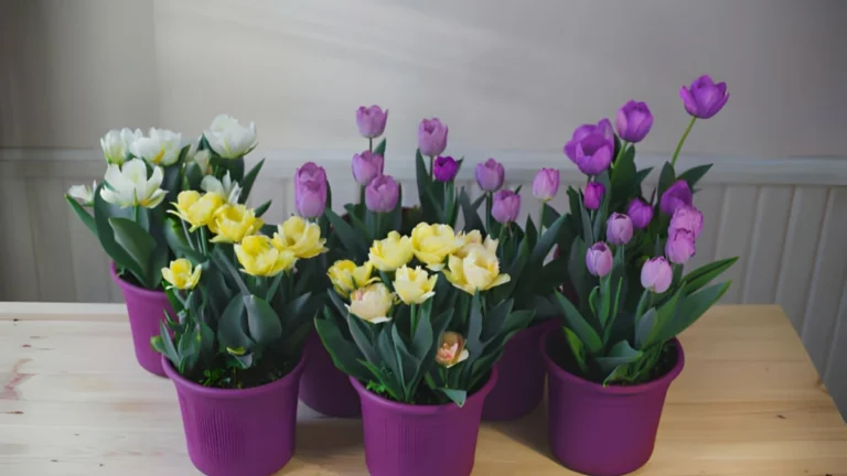 How to Grow Tulips Indoors: 10 Expert Tips for Beginners How To Grow Tulips