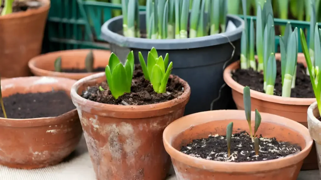 How To Grow Tulips Indoors