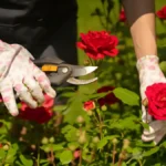 How To Prune Roses
