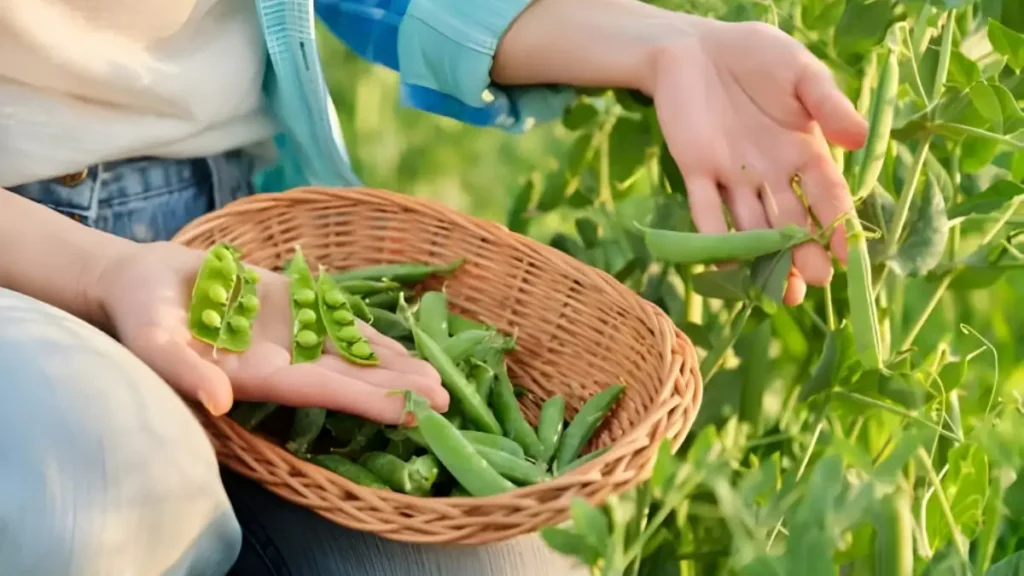 How To Support Growing Peas